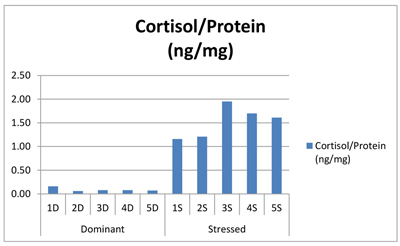 Cortisol levels in stressed tilapia fish